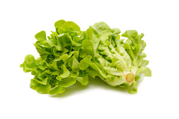 Organic Green Oak Leaf Lettuce.