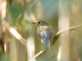 深い藪の奥で静かに枝に留まっているルリビタキ