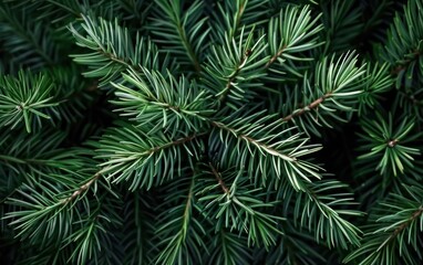 Lush Green Pine Needles Texture