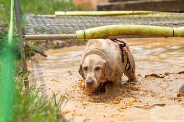 Yellow Labrador Retriever  in the muddy water