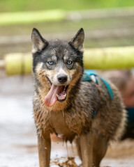 Siberian Husky dog with his tongue out covered in mud