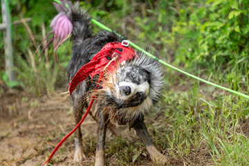 Border collie in a red bandana shakking off muddy water