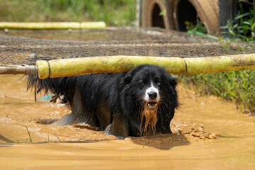Black Australian Shepherd dog with muddy water dripping down his chin