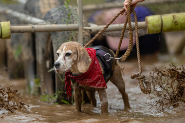 Beagle in a red bandana standing in muddy water