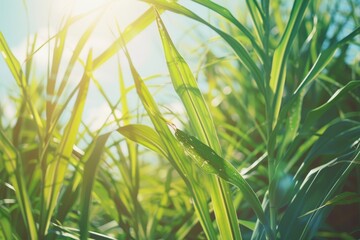 Obraz premium Caribbean sugar cane plantation close up of leaves in sunlight symbolizing agriculture