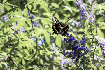 Large Butterfly on Crape Myrtle