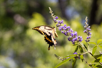 Large Butterfly on Crape Myrtle