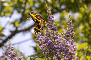 Large Butterfly on Crape Myrtle