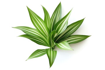Fototapeta premium Dracaena Leaf