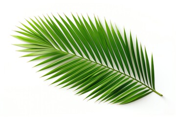 Obraz premium Palm Leaf