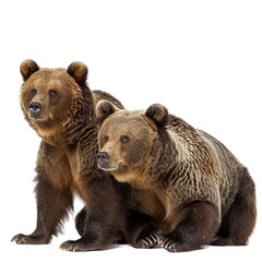 Obraz premium brown bear isolated