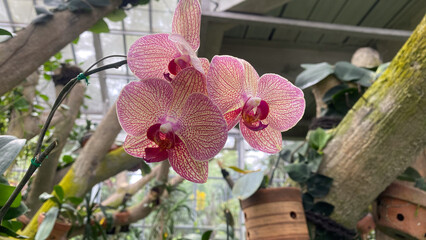 Pink and peach Phalaenopsis or Moth dendrobium Orchid flower in winter or spring day at tropical or...