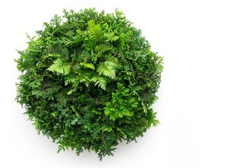 Clipping path of interior plants from above on white background