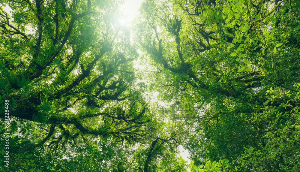 Wall mural looking up view of tree trunk to green leaves of tree in forest with sun light. fresh environment in