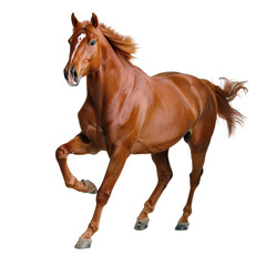 Obraz premium horse isolated on white