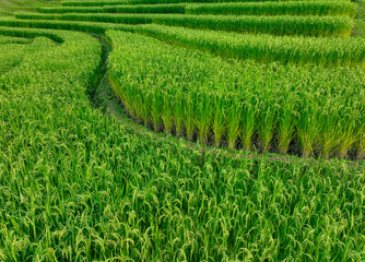 Landscape of green rice terrace. Nature landscape. Green rice farm. Terraced rice fields. Green...