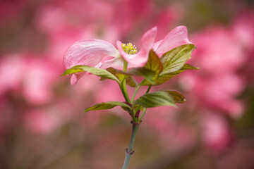 Elegant pink dogwood blossoms against a soft focus background in springtime

