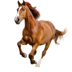 Obraz premium horse isolated on white background