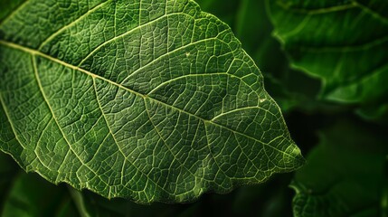 Fototapeta premium The Intricate Veins Of A Leaf, A Reminder Of The Beauty Of Nature'S Design.