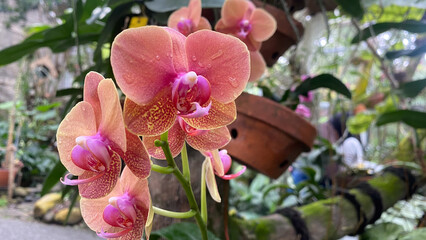 Pink and peach Phalaenopsis or Moth dendrobium Orchid flower in winter or spring day at tropical or botanical garden. beautiful Anggrek flowers. Selective focus.
