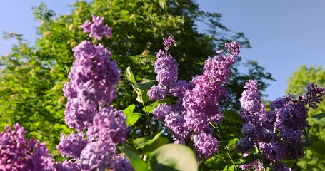 purple lilac inflorescences in spring, lilac bush during flowering
