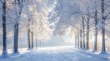 Winter scene with trees covered in snow in the park