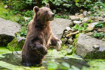 Fototapeta premium European Brown Bear Standing on Hind Legs in a Shallow Pond