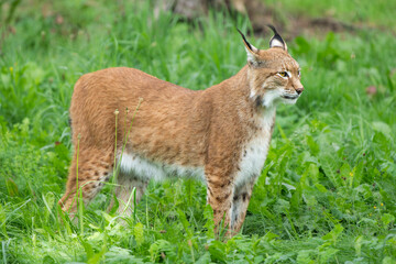 European Lynx in High Grass: Stealth and Elegance in the Wilderness