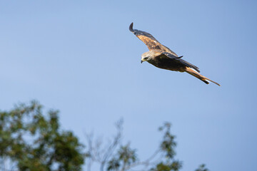 Graceful Hovering: Red Kite Soaring Against Vivid Blue Sky