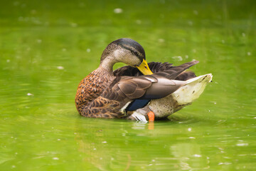 Graceful Cleanliness: Close-Up of Female Mallard Duck Cleaning Feathers in Shallow Green Water