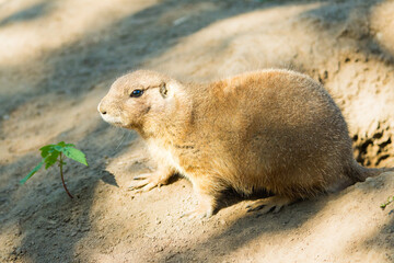 Close-Up: Prairie Dog at Burrow Entrance, a Peek into Prairie Life