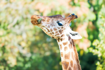 Close-Up: Giraffe with Long Tongue Out in a Playful Moment