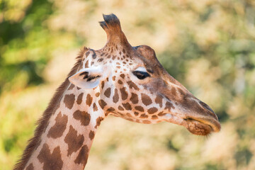Close-Up: Majestic Giraffe Head with Intricate Details