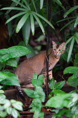 Tabby hiding in the jungle