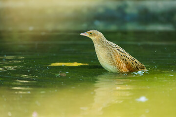 Corncrake Bathing in Shallow Water