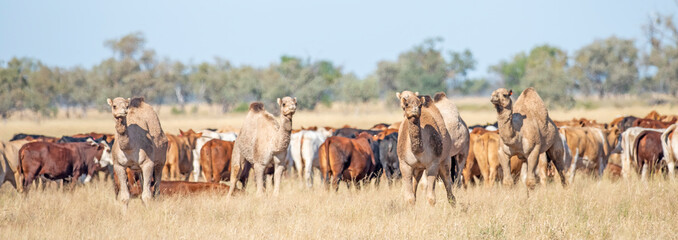 Cattle and camels grazing together in  western Queensland,Australia.