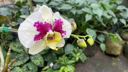 white orchid with spotted purple on petals, Leopard Prince on garden background. Doritaenopsis, is...