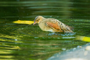 Corncrake Bathing in Shallow Water