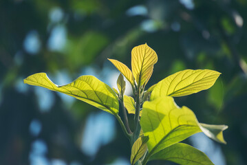 Avocado tree green plant healthy fruit farm. Smart farmer growing plant in eco green farm sustainable quality control. Avocado fruit Farm planting in eco Farmland biotechnology. Fruit organic farm
