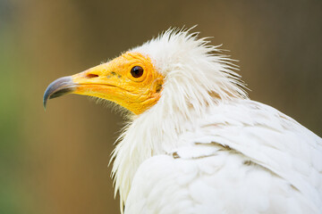 Close-Up: Head of Egyptian Vulture, Symbol of Ancient Majesty