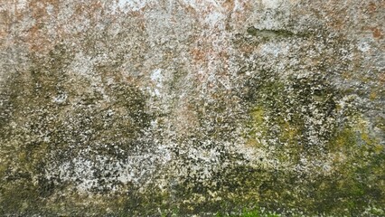 green moss on the stone