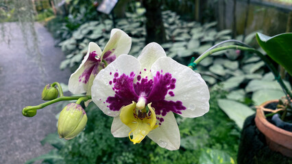 white orchids with purple color on center of the petals