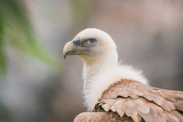 Close-Up: Head of European Griffon Vulture, Majesty in Detail