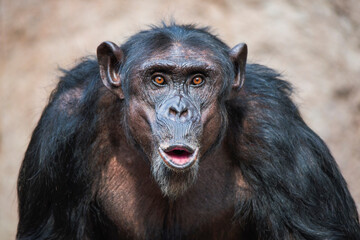 Close-up of a chimpanzee screaming while looking at the camera