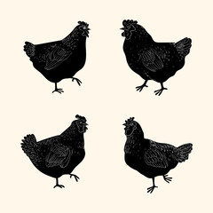 Line drawing hen, chicken in vintage engraving style hand drawn vector illustration. Poultry farm animal collection.