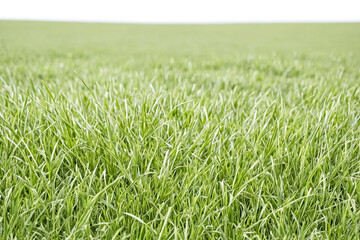 Obraz premium Green Grass Field