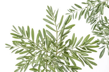 Obraz premium Olive Tree Branch with Green Leaves on White Background