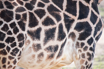 Close-Up: Intricate Pattern on the Side of a Giraffe