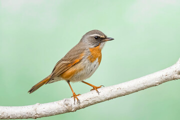 Fototapeta premium Close-up of a small bird perched on a branch