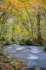 Landscape View Of Beautiful Autumn Red With Stream At Oirase Gorge , Towada, Aomori, Japan